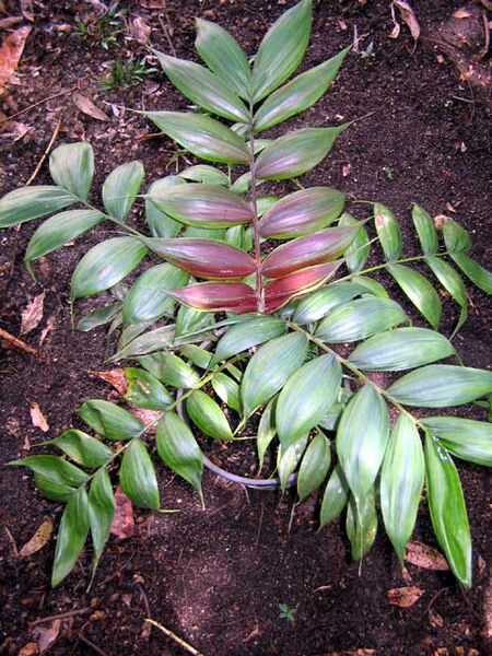 File:Calyptrocalyx pachystachys.jpg