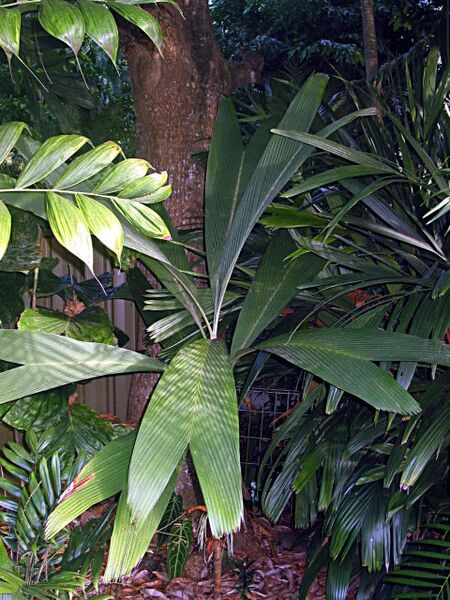 File:Pinanga chaiana02.jpg