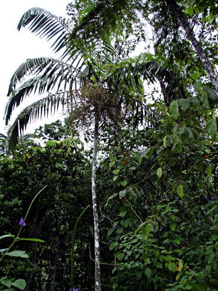 File:Veitchia filifera.jpg