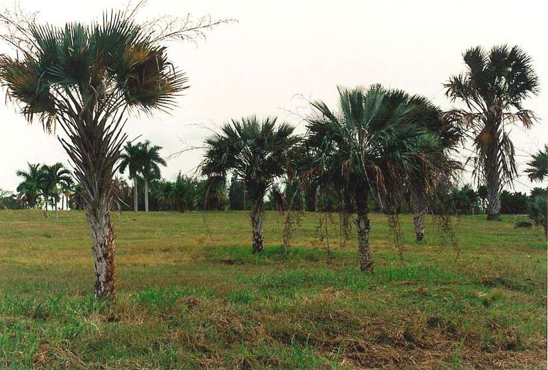 File:Copernicia glabrescensL-01.jpg