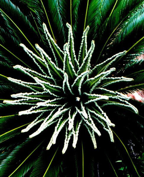 File:Cycas revolutaB02.jpg