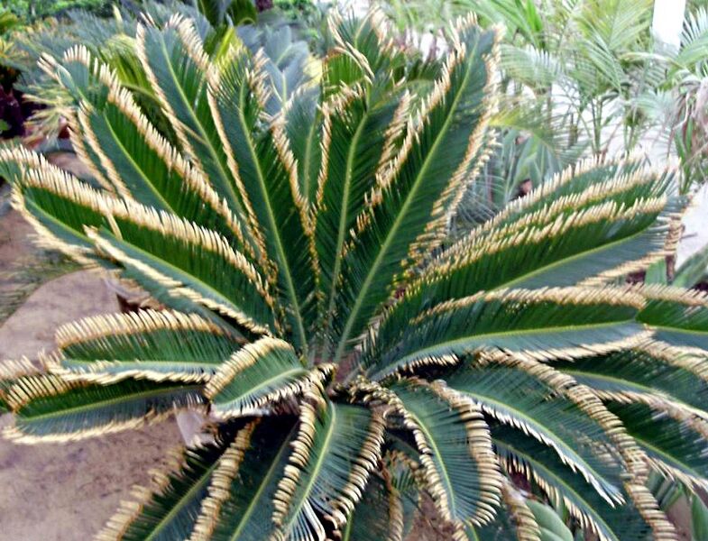 File:Cycas revolutaC12.jpg