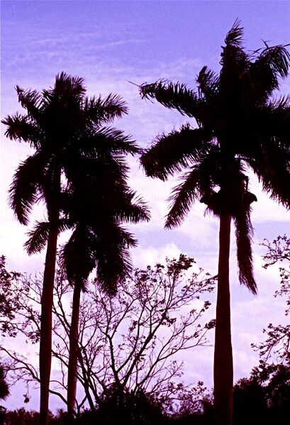 File:Roystonea regia04.jpg