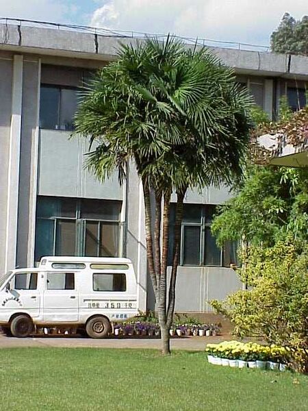 File:Trachycarpus Tfortunei.jpg