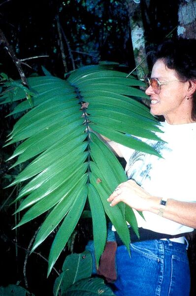 File:Zamia lacandona10.jpg