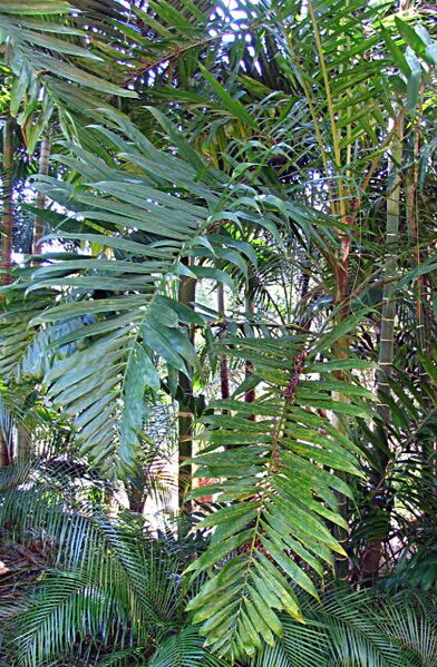 File:Dypsis lanceolata.jpg