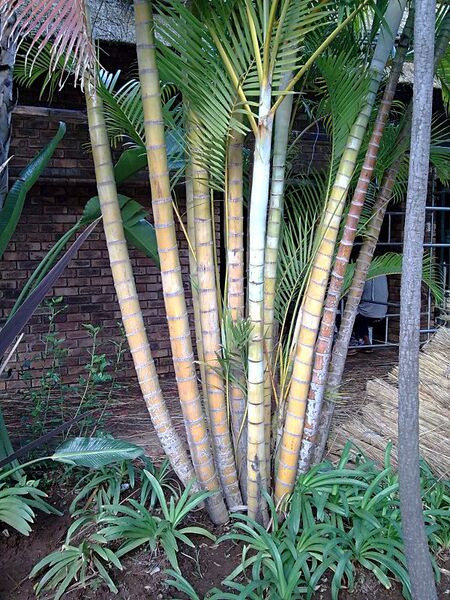 File:Dypsis lutescens.jpg