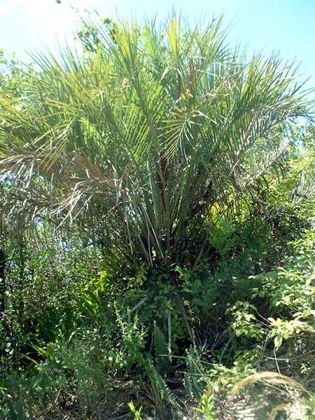 File:Butia capitataB02.jpg
