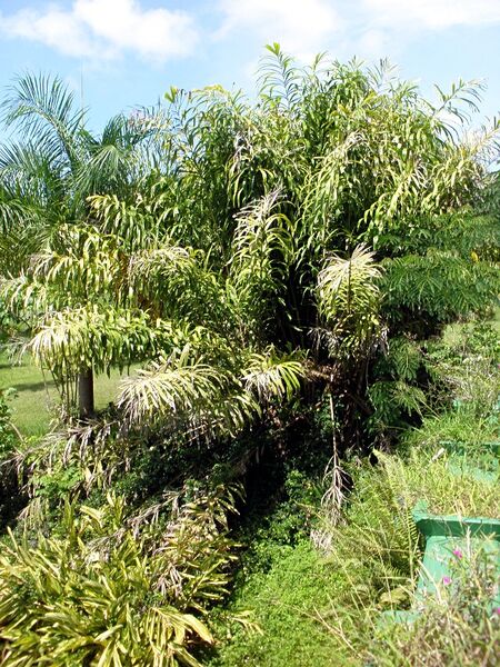 File:Salacca wallichiana.jpg