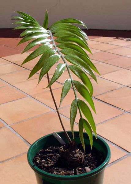 File:Zamia standleyi.jpg