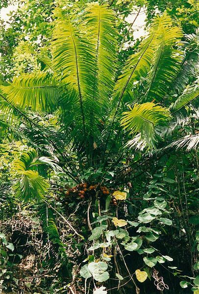 File:Cycas circinalis2L-01.jpg