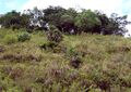 Thumbnail for version as of 13:01, 9 August 2024