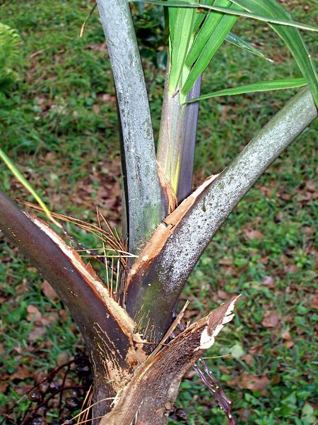File:Hyophorbe vaughanii02.jpg