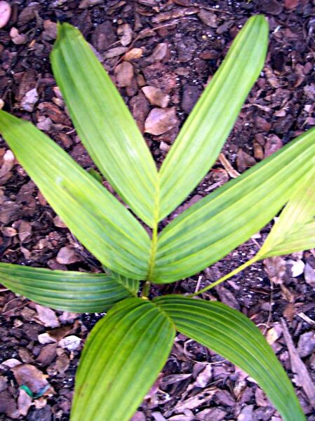 File:Pinanga insignis02.jpg