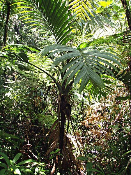 File:Cyphosperma trichospadix.jpg