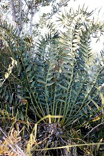 File:Encephalartos horridusC02.jpg