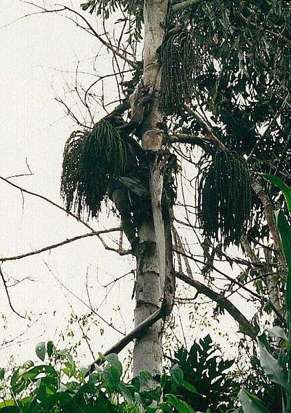File:Caryota rumphiana3L-01.jpg