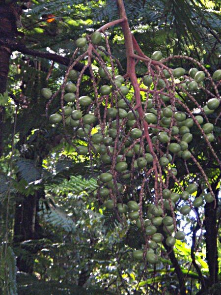 File:Heterospathe longipes03.jpg