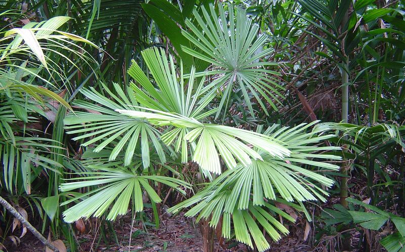 File:Pacsoa Show 9.jpg