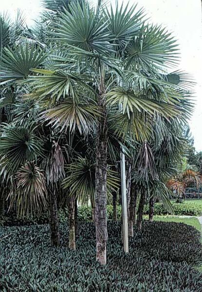 File:Coccothrinax miraguama.jpg
