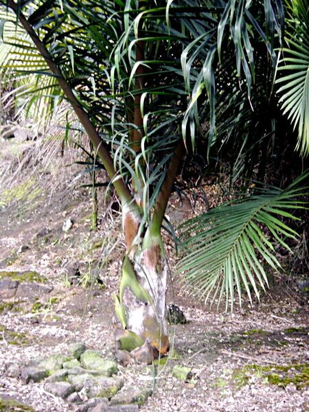 File:Dypsis prestoniana02.jpg