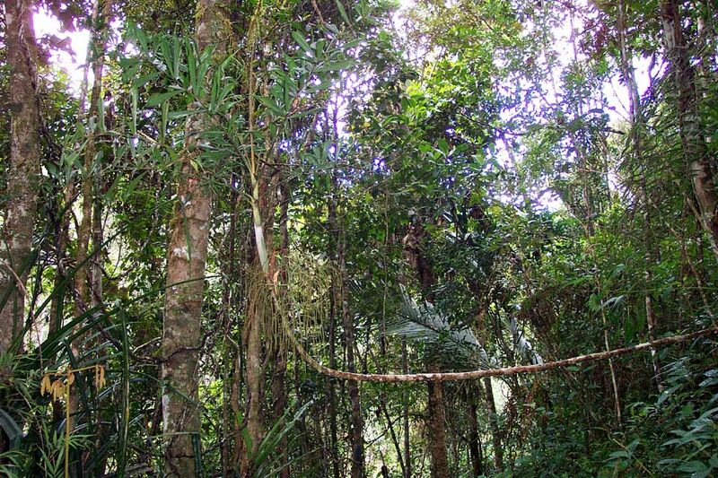File:Dypsis nodifera03.jpg