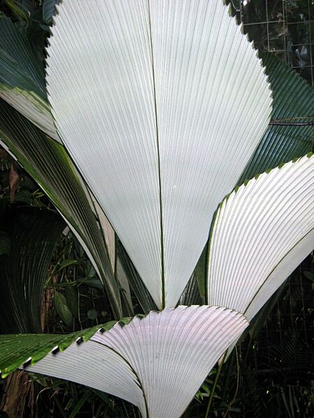 File:Johannesteijsmannia magnifica04.jpg
