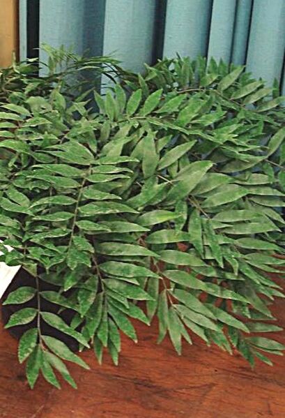File:Zamia fischeri03.jpg