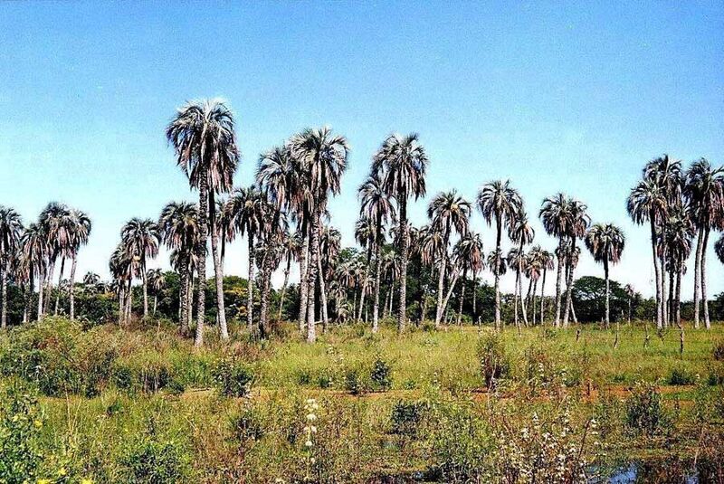 File:Butia yatayB03.jpg