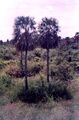 Thumbnail for version as of 09:08, 9 June 2024