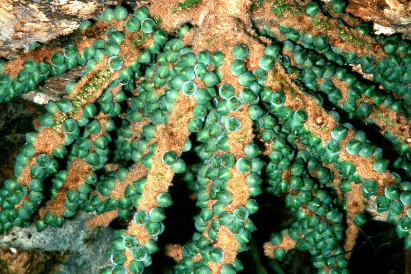 File:Burretiokentia hapala12L.jpg