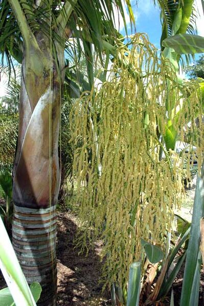 File:Dypsis carlsmithii03.jpg