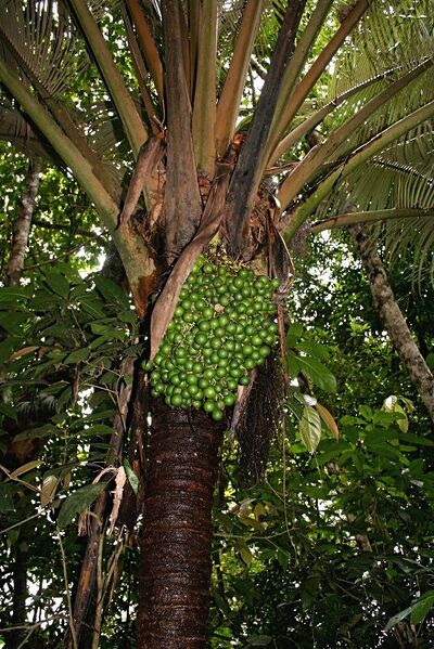 File:Oraniopsis appendiculata05.jpg