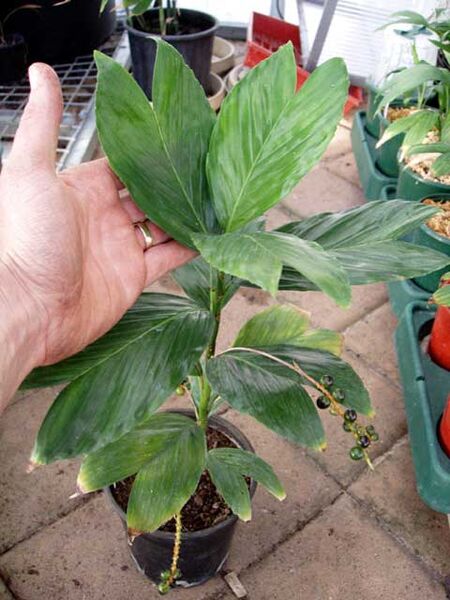 File:Chamaedorea tenella.jpg