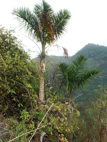 File:Gaussia attenuata.jpg