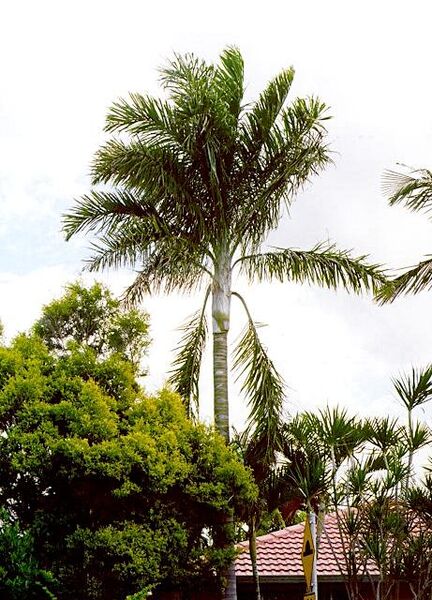 File:Dypsis madagascariensis03.jpg