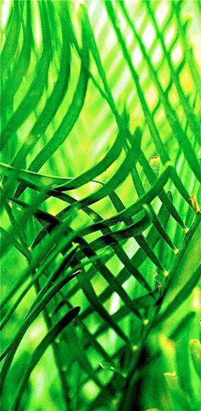 File:Zamia pumila04.jpg