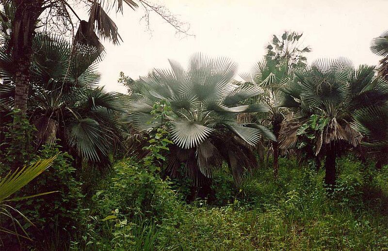 File:Copernicia hospita2L-01.jpg