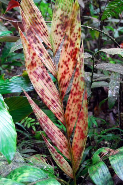 File:Pinanga aristata.jpg