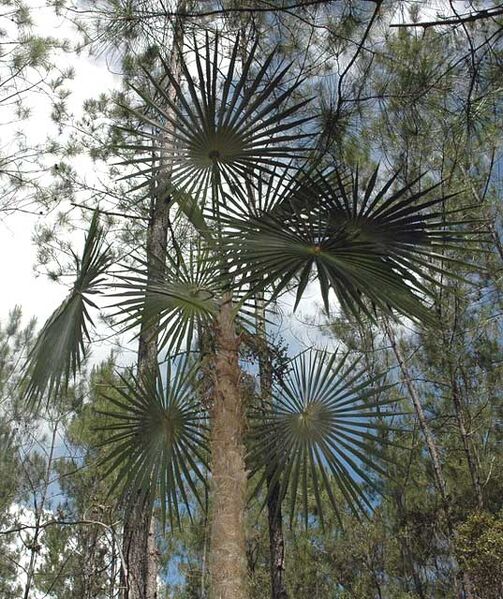 File:Coccothrinax scoparia.jpg