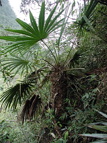 File:Trachycarpus geminisectus.jpg
