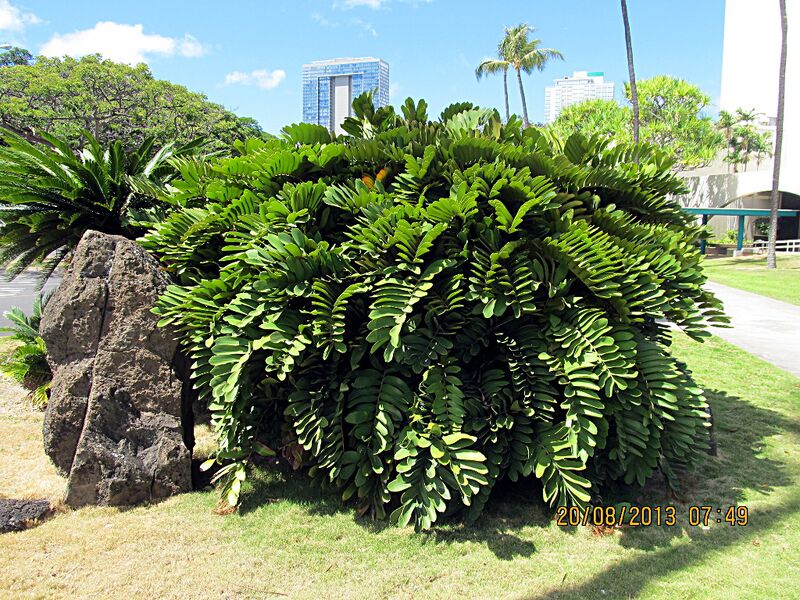 File:Zamia furfuracea03.jpg