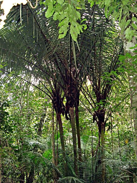 File:Astrocaryum aculeatissimum.jpg