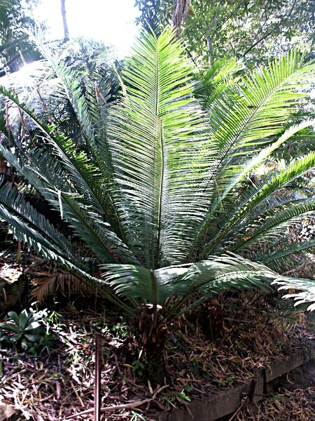 File:Ceratozamia chamaoensis.jpg