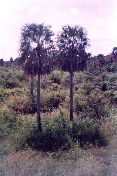 File:Copernicia alba1L.jpg