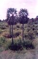 Thumbnail for version as of 09:08, 9 June 2024
