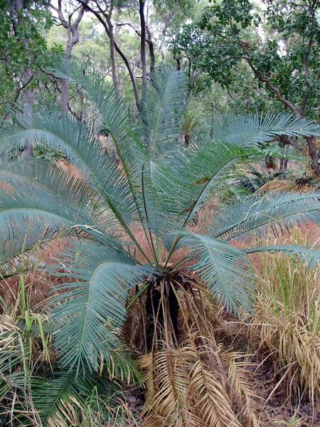 File:Cycas media.jpg