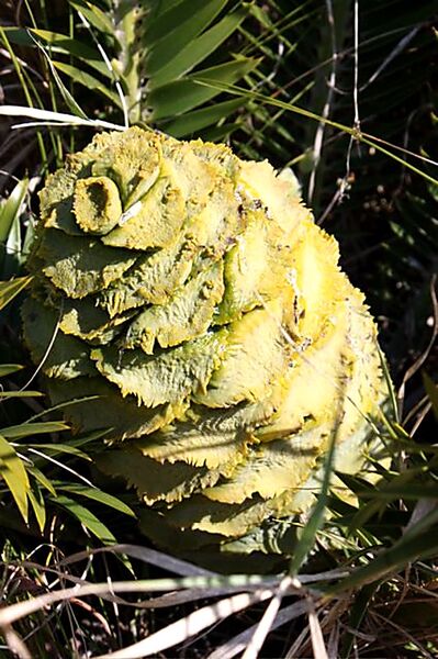 File:Encephalartos caffer05.jpg