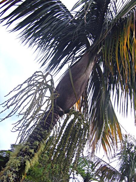 File:Acanthophoenix crinita03.jpg