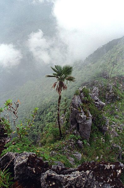 File:Trachycarpus oreophilus11.jpg